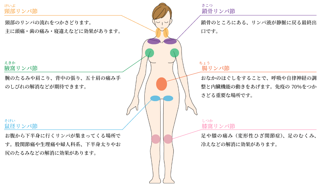 体の6大リンパ節